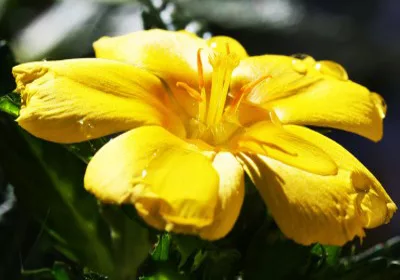 Damiana