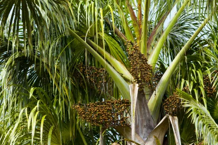 ACAI - ECO