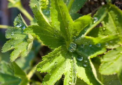 alchemilla
