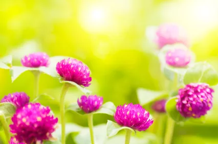 amaranth_iStock_000010158574XSmall