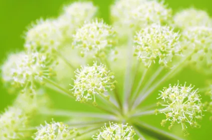 angelica_iStock_000004792331XSmall
