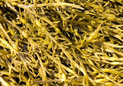 ascophylium