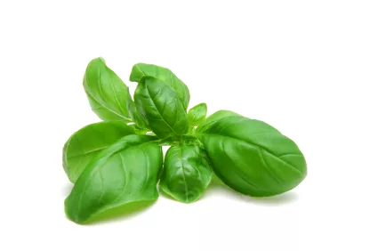 basil_iStock_000001459823XSmall