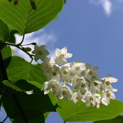 benzoin