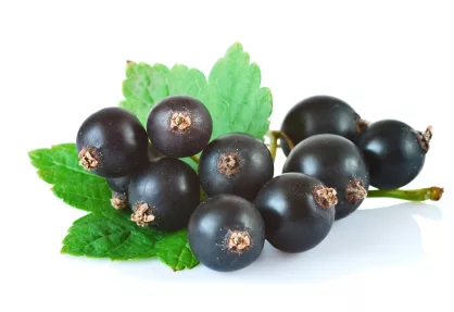 black_currant_iStock_000019986489XSmall