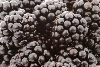 blackberry_iStock_000004582227XSmall
