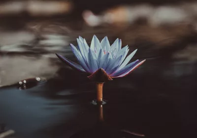 blue-lotus