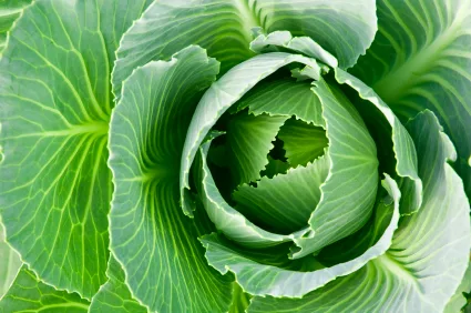 cabbage_iStock_000004094403XSmall