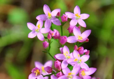 centaury