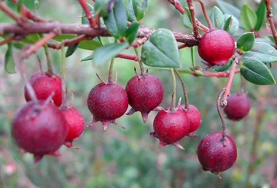 chilean_guava