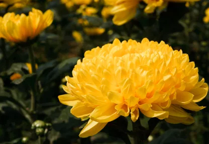 chrysanthemum_Stock_000023102942XSmall