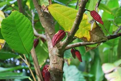 COCOA - ECO
