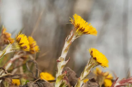 coltsfoot_iStock_000020131765XSmall