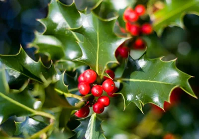 commonholly