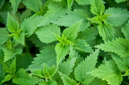 commonnettle_iStock_000021175294XSmall