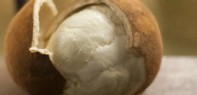 cupuacu