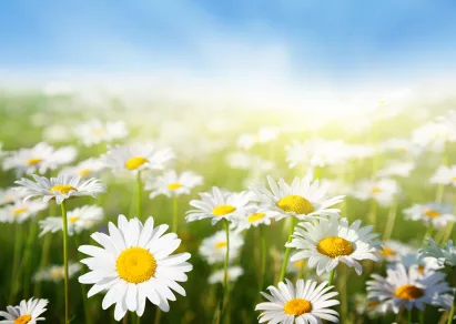 daisy_iStock_000014187705XSmall