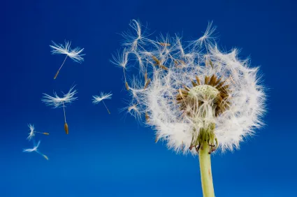 dandelion_iStock_000006176296XSmall