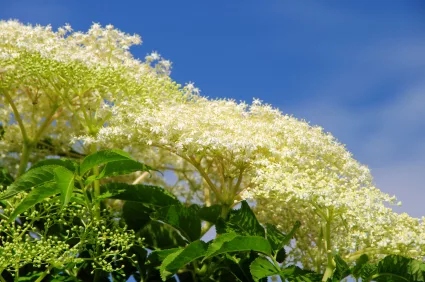 eldertree_iStock_000013335715XSmall