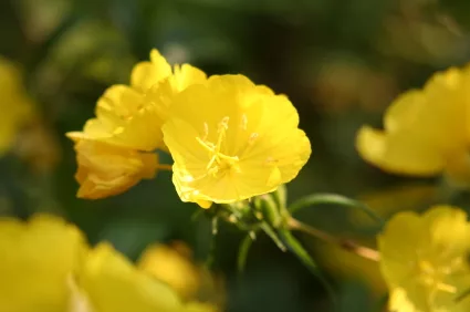 evening_primrose_iStock_000002477879XSmall