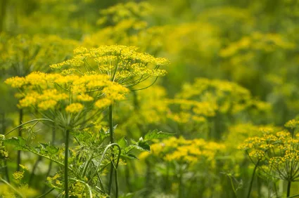 FENNEL EXTRACT H.GL. - M.S.
