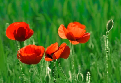 FIELDPOPPY EXTRACT H.GL. - M.S.