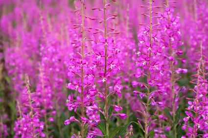 fireweed_iStock_000013635756XSmall