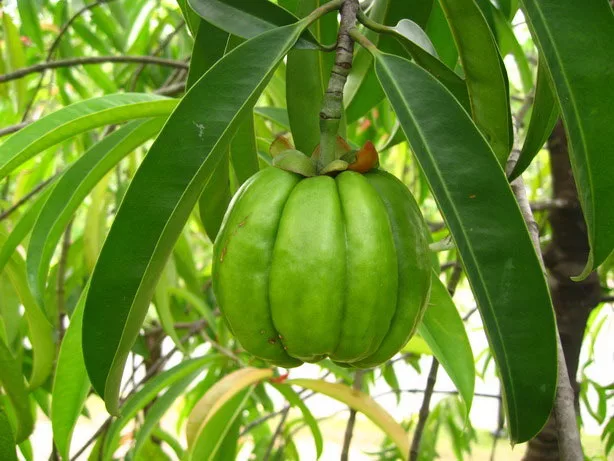 garcinia_cambogia