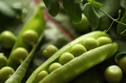greenpea_iStock_000013889438XSmall