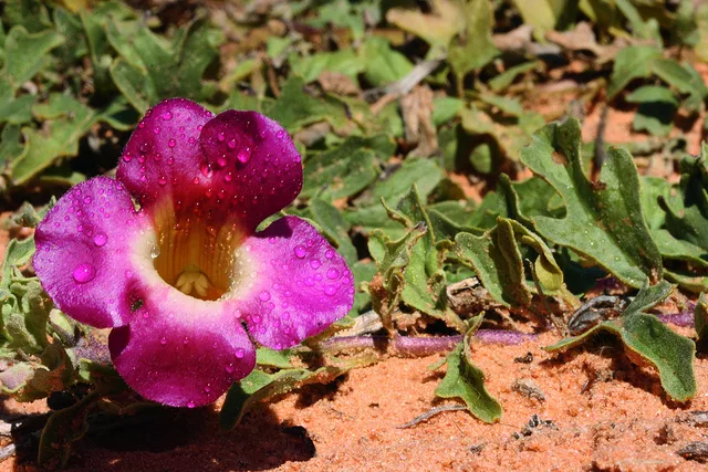 harpagophytum-procumbens