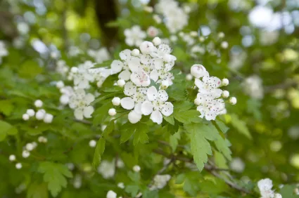hawthorn_iStock_000005419766XSmall