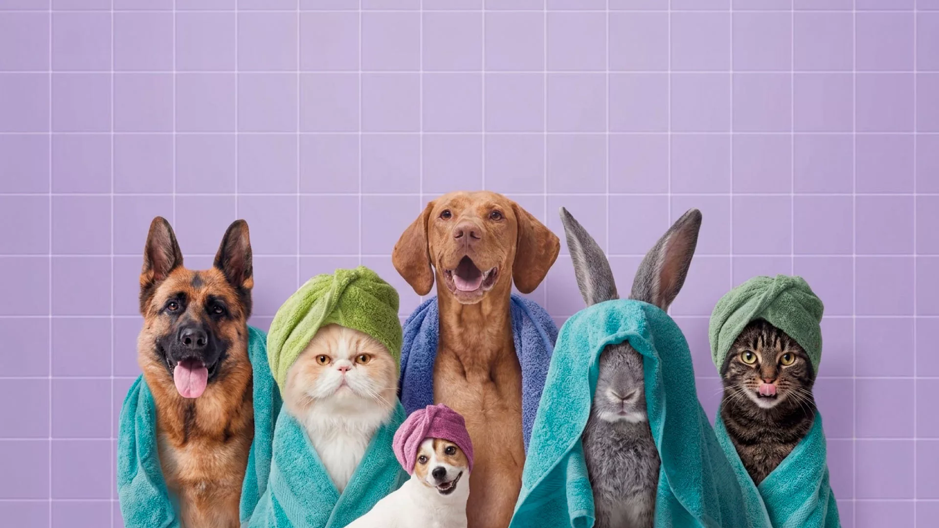 header-web-webinar-petcare