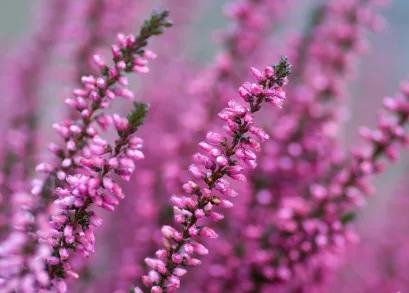 heather_iStock_000008495579XSmall