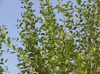 HENNA EXTRACT HGLMS