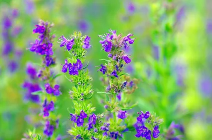 hyssop_iStock_000010571172XSmall