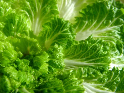lettuce_iStock_000001046930XSmall