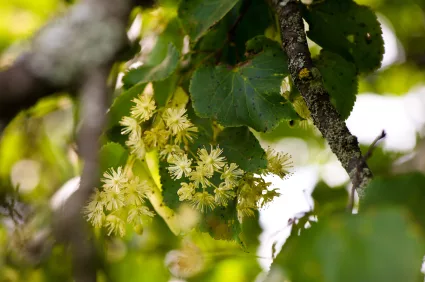 limetree_iStock_000020919583XSmall