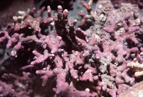 lithotamnium