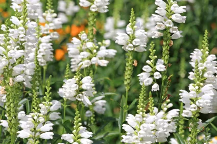 lupin_iStock_000007811991XSmall