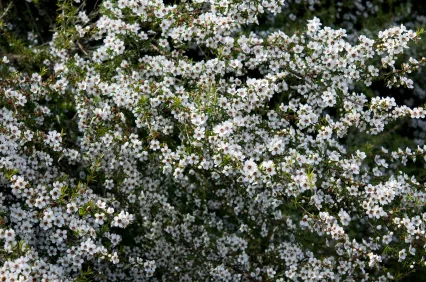manuka_iStock_000011103631XSmall