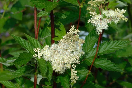 meadowsweet_iStock_000003716247XSmall