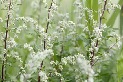 mugwort_iStock_000021227397XSmall