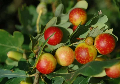 oakgall
