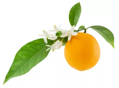 ORANGE EXTRACT GNBN