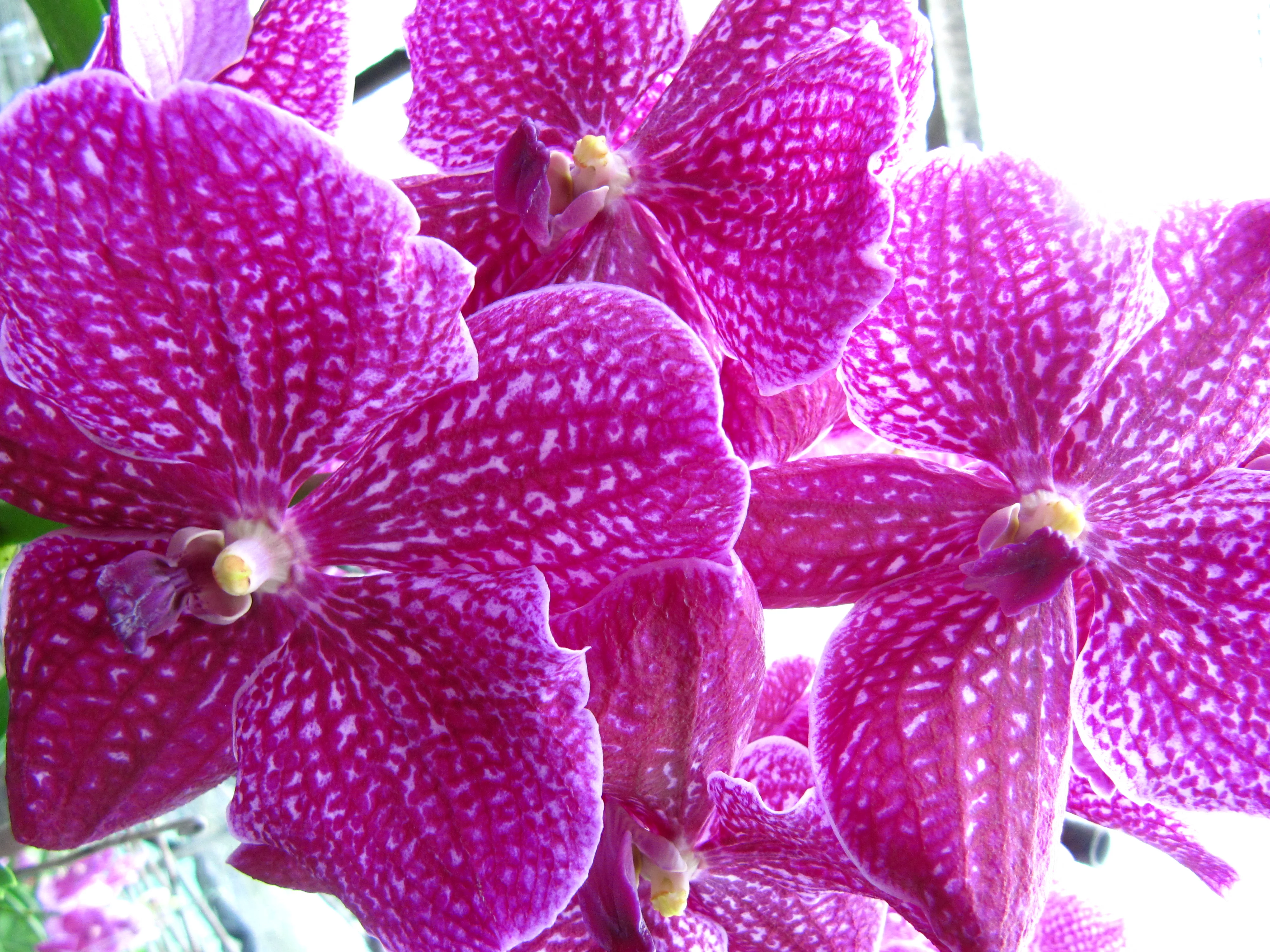 orchid_IMG_8748