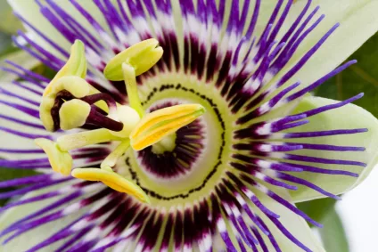 passionflower_iStock_000005854279XSmall