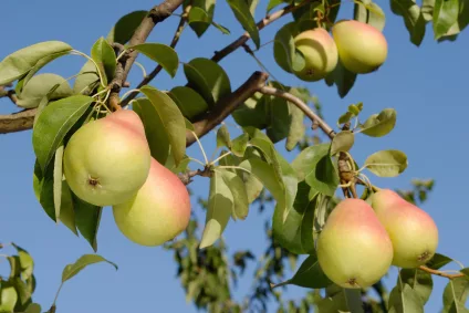 pear_iStock_000010049995XSmall