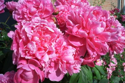peonia