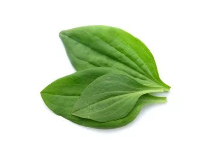 plantain