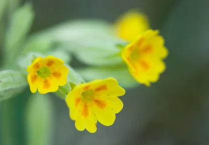 primula_iStock_000009363553XSmall